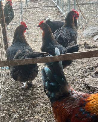 Gruppo galline marans