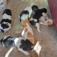 Cuccioli di Breton bianco e nero e bianco arancio