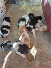 Cuccioli di Breton bianco e nero e bianco arancio