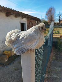 Gallina