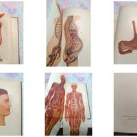 Enciclopedia Medica Per Tutti - Edizioni Labor Mil