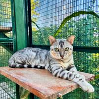 Bengala Silver da riproduzione