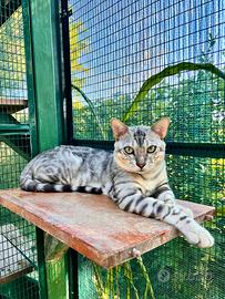 Bengala Silver da riproduzione