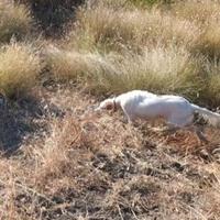 Setter inglese