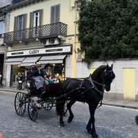 Frisone documenti Italiani