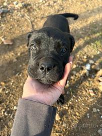 Cucciola cane corso
