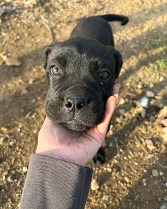 Cucciola cane corso