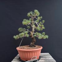 Bonsai Pino pentaphylla