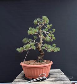 Bonsai Pino pentaphylla