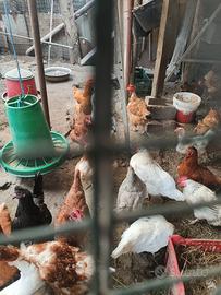 Galline