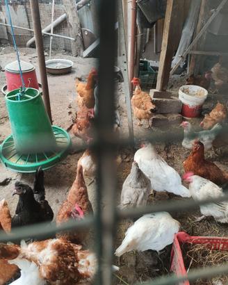 Galline