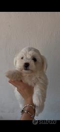 Maltese