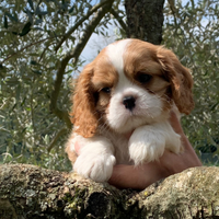 Cuccioli cavalier king