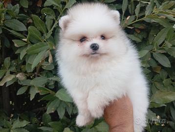 Spitz