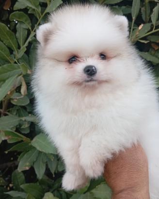 Spitz