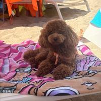 Barboncino Toy per accoppiamento