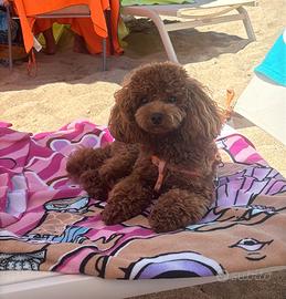 Barboncino Toy per accoppiamento