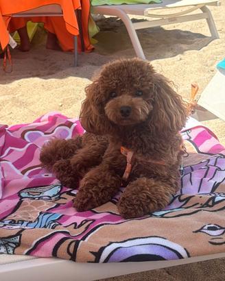 Barboncino Toy per accoppiamento