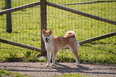 Stupenda Shiba