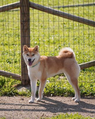 Stupenda Shiba
