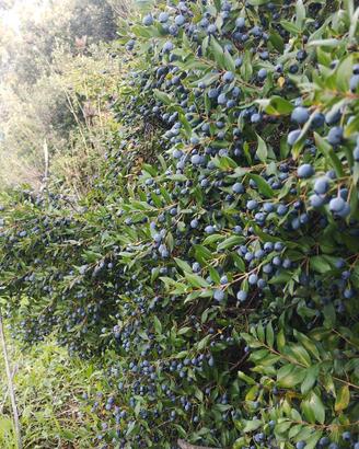 Mirto