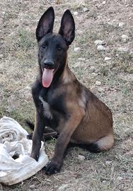 Malinois femmina pedigree ENCI
