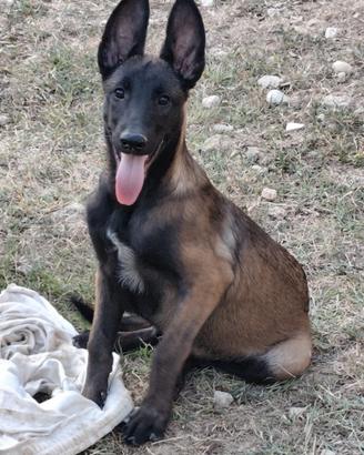 Malinois femmina pedigree ENCI