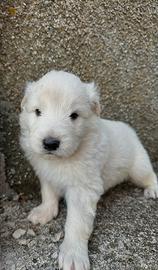 Cucciolo Pastore Abruzzese/Maremmano