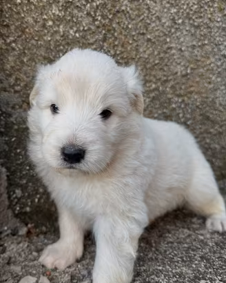 Cucciolo Pastore Abruzzese/Maremmano