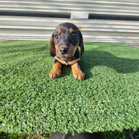 Cucciolli di bassotyo nero focato