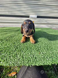Cucciolli di bassotyo nero focato