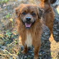 FOX, nanetto super simpatico cercaa famiglia