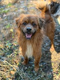 FOX, nanetto super simpatico cercaa famiglia