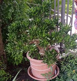 PIANTA CRASSULA OVATTA HOBBIT