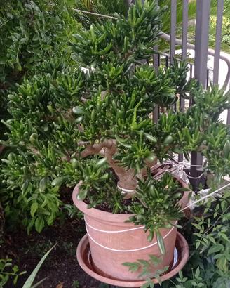 PIANTA CRASSULA OVATTA HOBBIT