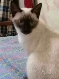 Gatto siamese