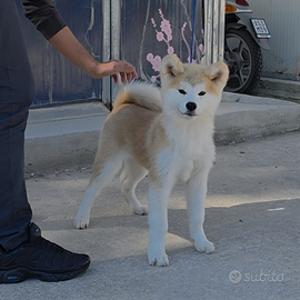 Cuccioli Akita inu