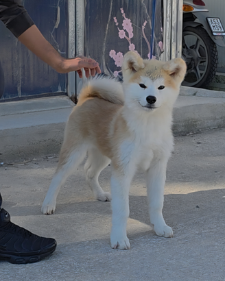 Cuccioli Akita inu