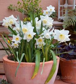 20 bulbi narciso bianco profumato