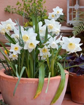 20 bulbi narciso bianco profumato