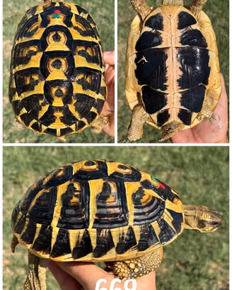Femmina Testudo hermanni hermanni tartaruga terra