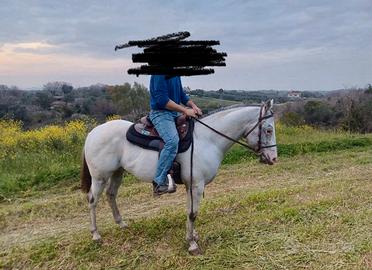Cavallo Appaloosa