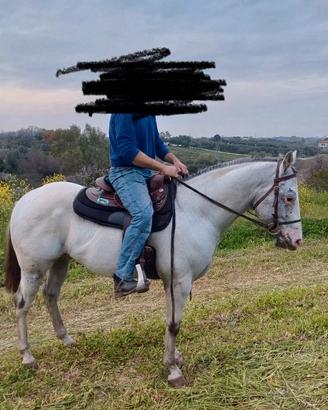Cavallo Appaloosa