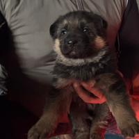 Cuccioli di pastore tedesco