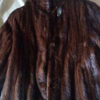 Visone femmina, TG.42