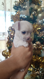 Chihuahua femmina