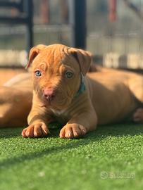 Cuccioli di Pitbull red nose occhi ghiaccio