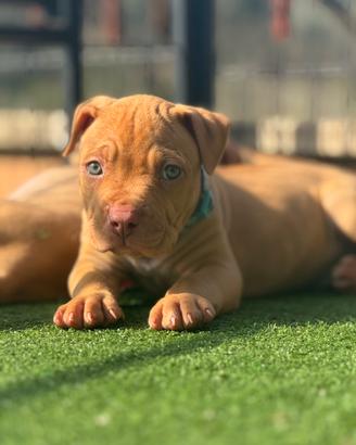 Cuccioli di Pitbull red nose occhi ghiaccio