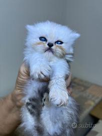 Animali 