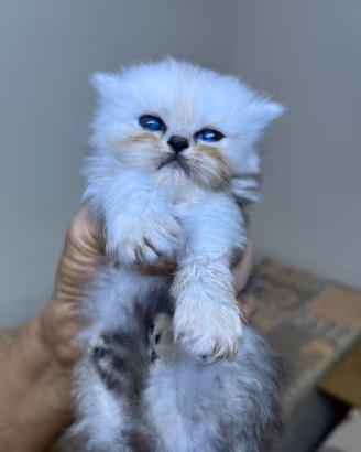 Animali 